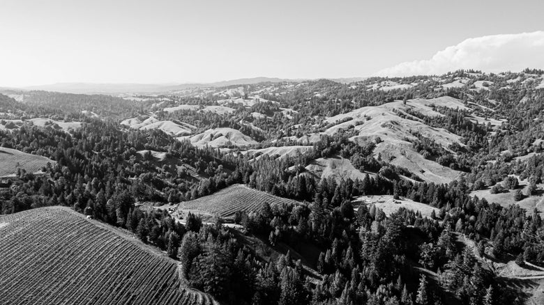 Luftaufnahme vom der Weinlage Elliot Vineyard des kalifornischen Weinguts Ceritas.