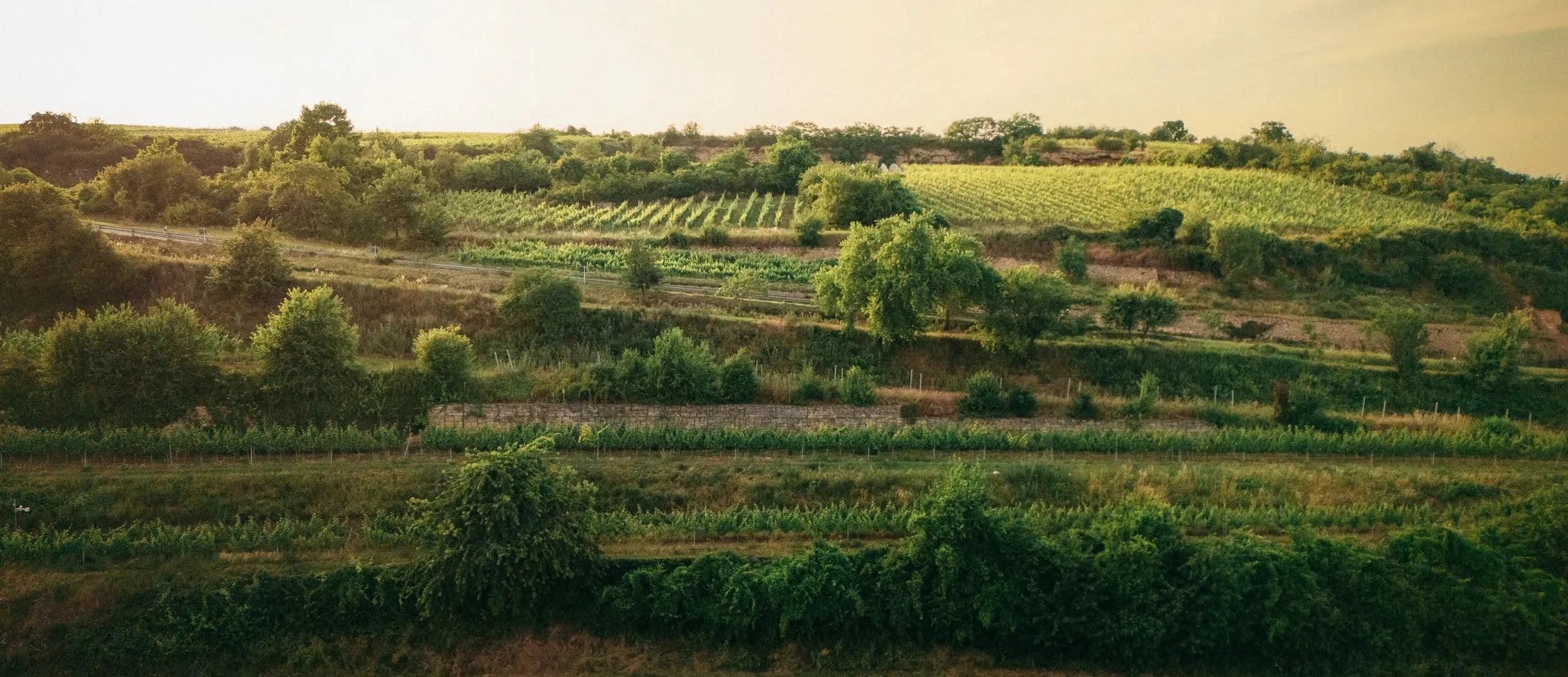 Biowein