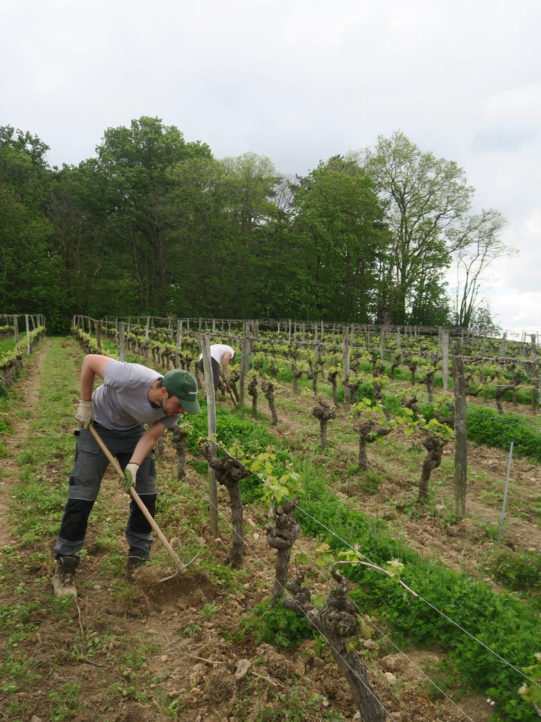 Mechanische Bodenbearbeitung im Weinberg der Domaine de Gaubourg im Anjou Noir.