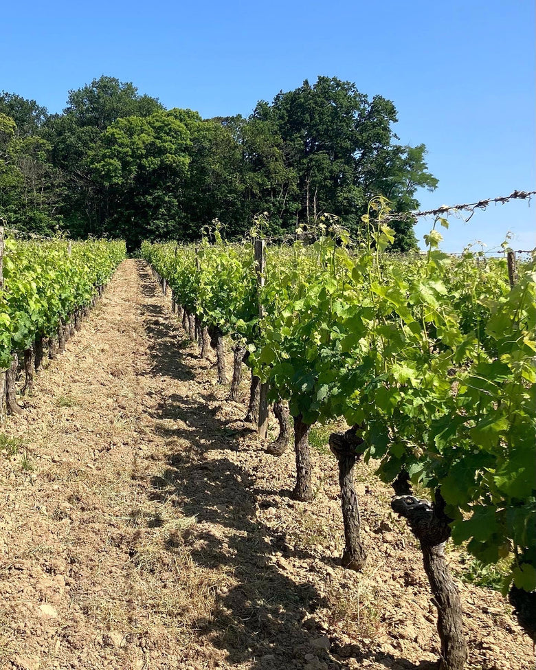 Ein Weinberg der Domaine de Gaubourg von Winzer Félix Celard im Anjou oir an der Loire.
