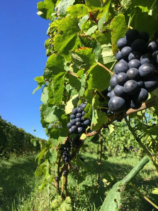 Rote Trauben im Weinberg der Domaine Takahiko in Hokkaido.